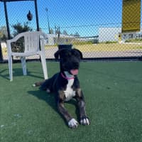 Photo of Lollie Imp 1396