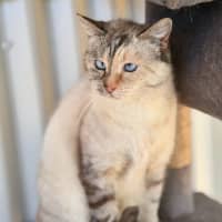 Photo of Nova