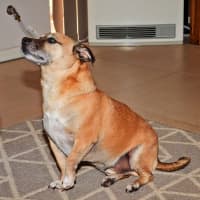 Photo of Barney