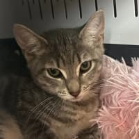 Photo of Sprinkles