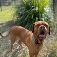 Photo of Lilly (7072)