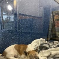 Photo of Odie