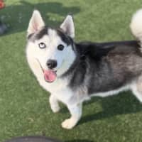 Photo of Oreo Imp 388