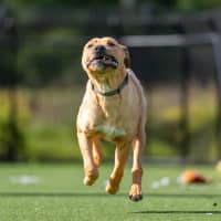 Photo of Scooby Imp 960