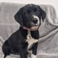 Photo of D1263 Regina