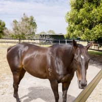 Photo of Jarrah