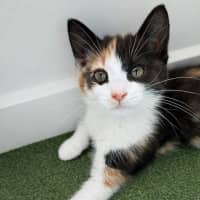 Photo of Gingerbread