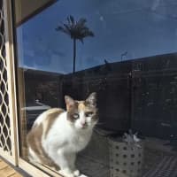 Photo of Taffee