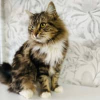 Photo of Honeydew   Located In Preston