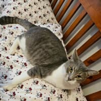 Photo of Smokie