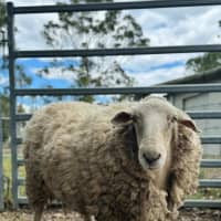 Photo of Lord & Lady Fluffington & Fluffer Nutter. 