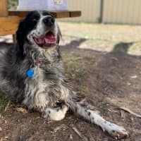 Photo of Pippa