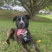 Photo of Gypsie