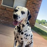 Photo of Daisy
