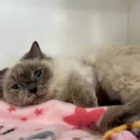 Photo of Petal