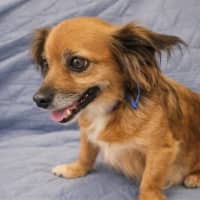 Photo of Ruby   6 Year Old Australian Terrier X