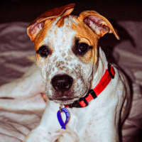 Photo of Clara   4 Month Old Cattle Dog X
