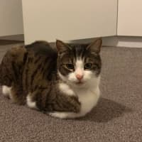 Photo of Tomato 