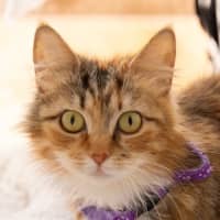 Photo of Tigress