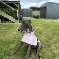 Photo of Zoe, The 1year Old Greyhound