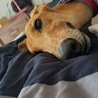 Photo of Sean, The Greyhound