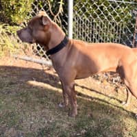 Photo of Harvey