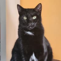 Photo of Aglaea Nova