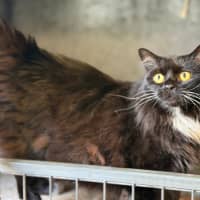 Photo of Kitty 
