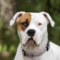 Photo of Bozer
