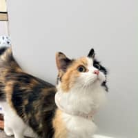 Photo of Lola