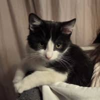 Photo of Patch