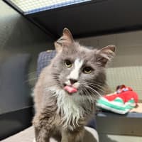 Photo of Smokey