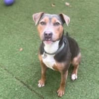 Photo of Daisy