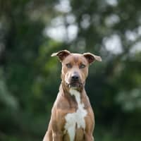 Photo of Sherlock