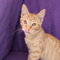 Photo of Clementine