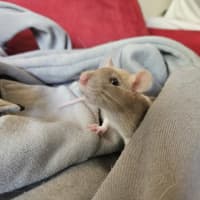 Photo of Rosie