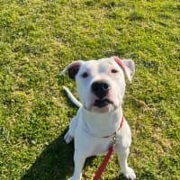 Photo of Tommy (63930)