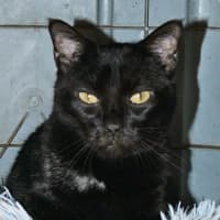 Photo of Black Beauty