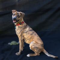 Photo of Reggie