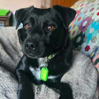 Photo of Little Gee