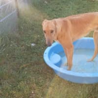 Photo of Buckley The Greyhound