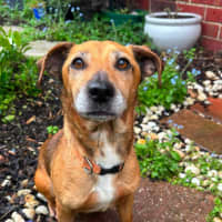 Photo of Piper 