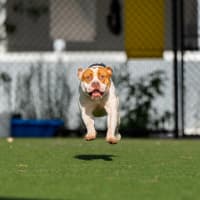 Photo of Cheezel Imp 2596