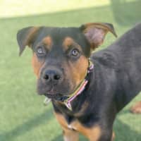 Photo of Knox