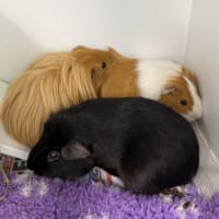 Photo of Lionel (Bonded With Walter And Fabio)