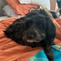 Photo of Cooper   3 Year Old Border Collie X Toy Poodle