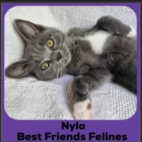 Photo of Nyla 