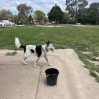 Photo of Bo