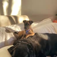 Photo of Diego   3 Month Old Staffy X Pug (Trial