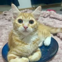 Photo of Tilly Torrens